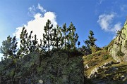 34 Pini mughi sul roccione